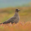Chaluha prizivna - Stercorarius parasiticus - Parasitic Jaeger 4654